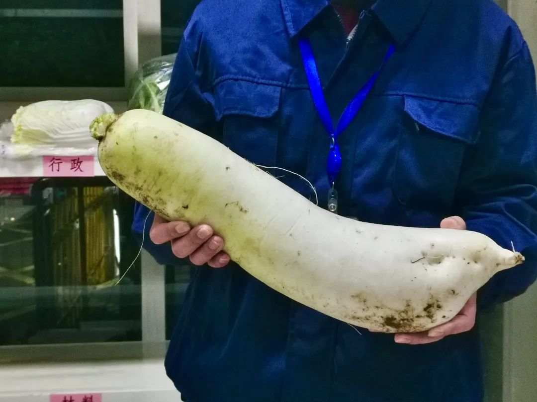 让员工吃上放心菜│“龙腾爱心菜篮子”工程启动
